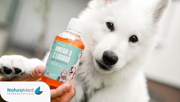 Pod lupou: Kedy sú užitočné omega-3 pre psov?
