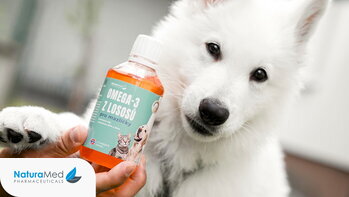 Pod lupou: Kedy sú užitočné omega-3 pre psov?
