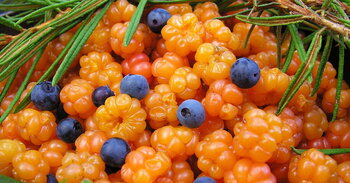 Nórske superpotraviny: Čo Nóri jedia, aby zvládli dlhú zimu v zdraví