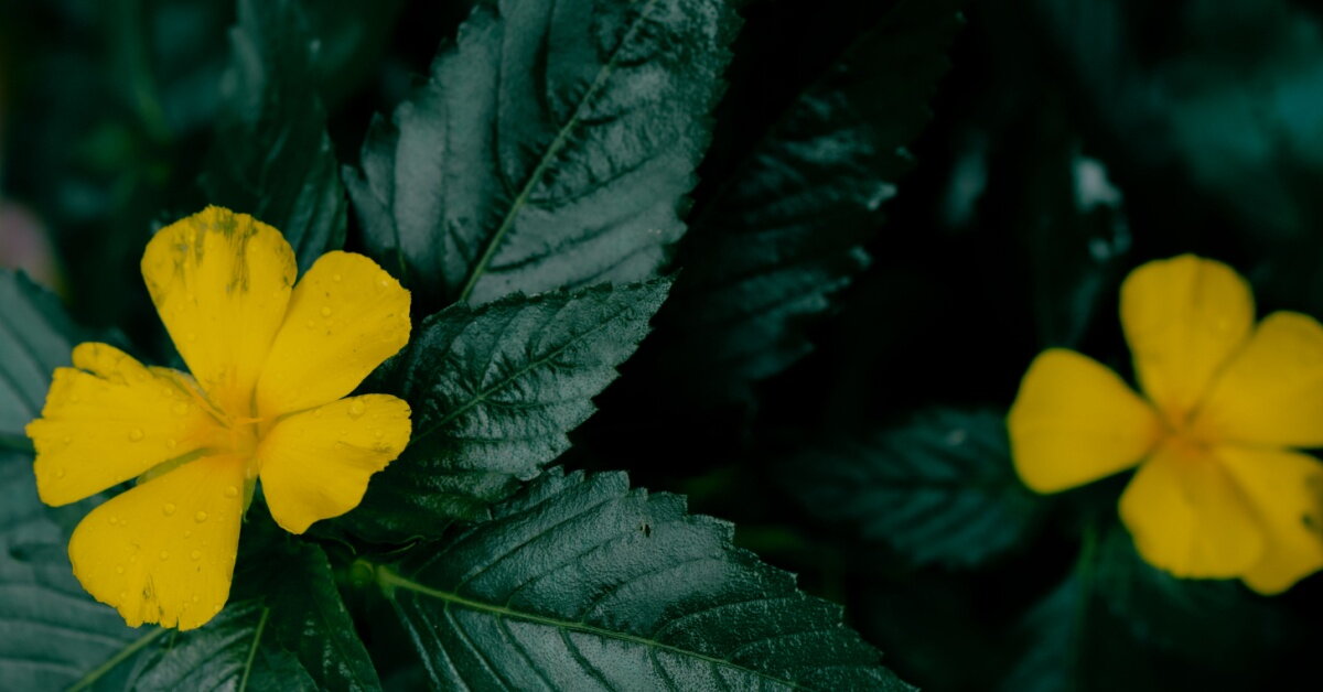 Damiána: účinky podporujú spokojný vzťah