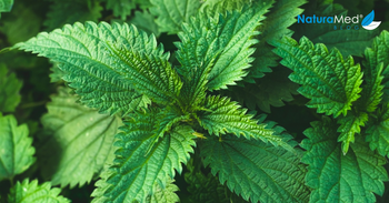 Jarné bylinky sú prvou zelenou vzpruhou pre telo. Ako ich konzumovať?