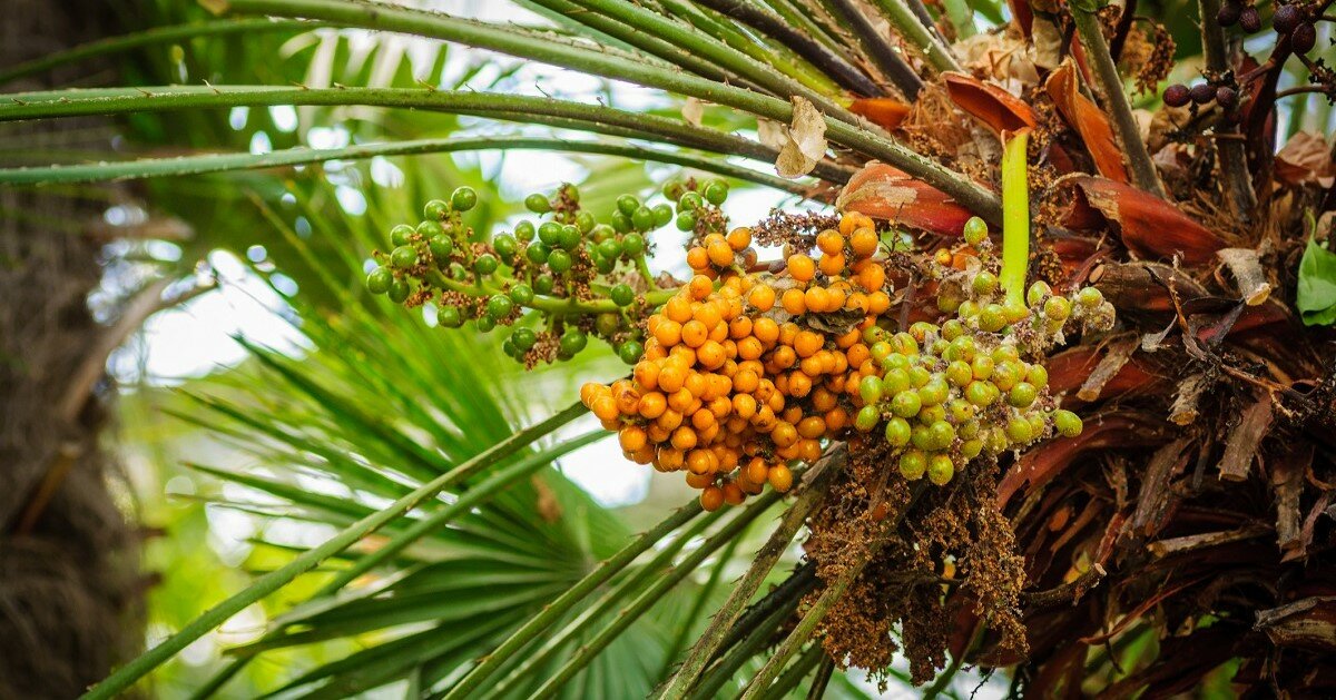 To je dôvod, prečo je Saw palmetto také účinné pre vašu prostatu
