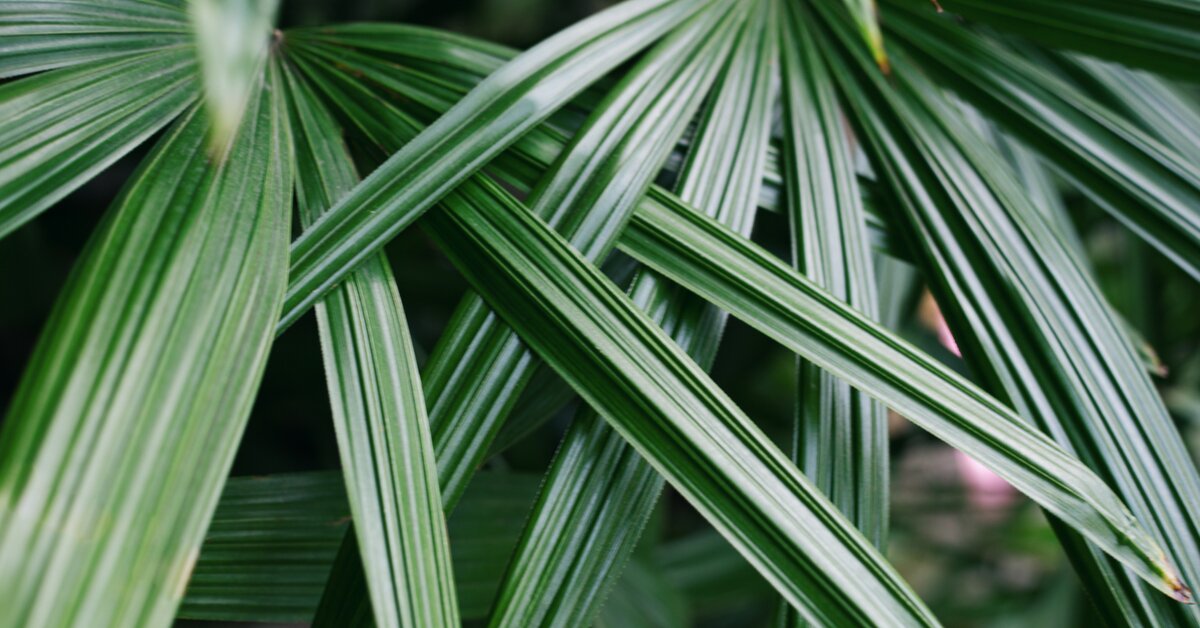 Saw palmetto: rastlina s výbornými účinkami na prostatu